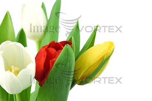 Flower royalty free stock image #392047543