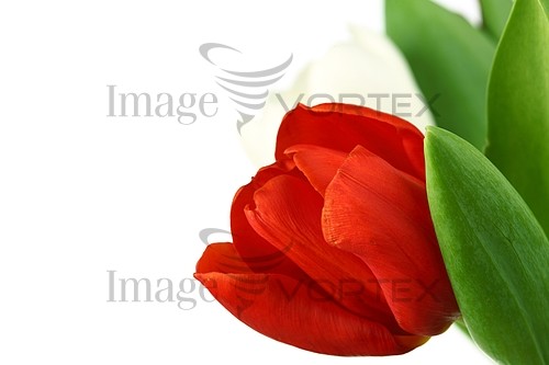 Flower royalty free stock image #392051228