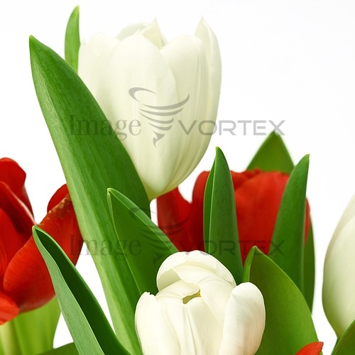 Flower royalty free stock image #392065521