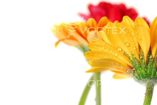 Flower royalty free stock image #394358868