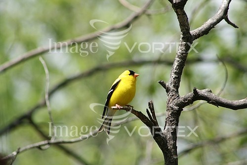 Bird royalty free stock image #394958340