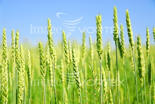 Industry / agriculture royalty free stock image #394546777