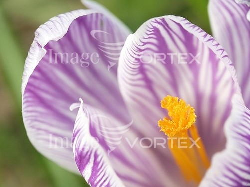 Flower royalty free stock image #395176030