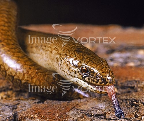 Animal / wildlife royalty free stock image #396905321