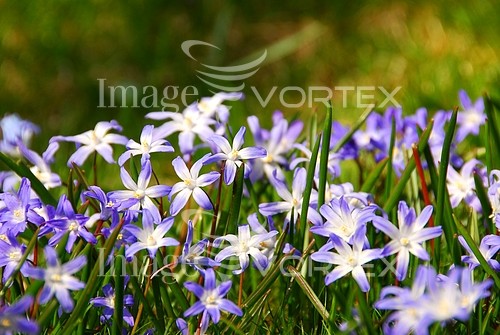 Flower royalty free stock image #396510307