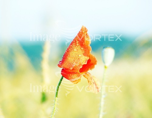 Flower royalty free stock image #396906300