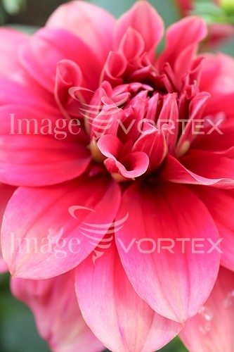 Flower royalty free stock image #397236919