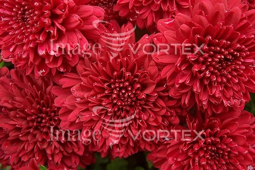 Flower royalty free stock image #397085682