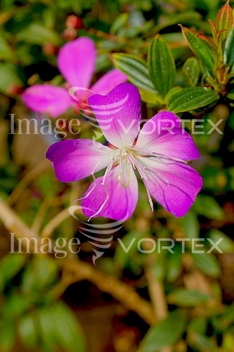 Flower royalty free stock image #397228852