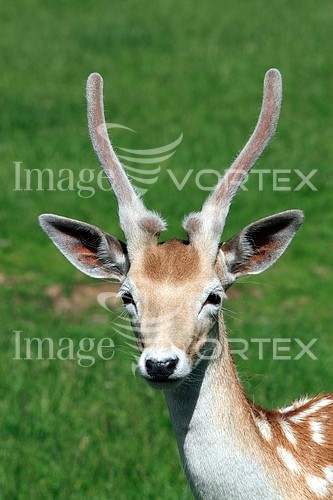 Animal / wildlife royalty free stock image #399232365