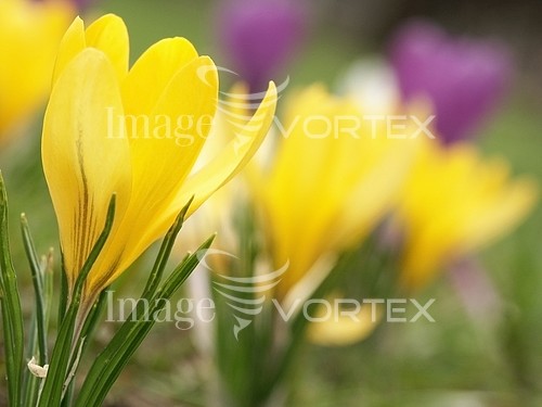 Flower royalty free stock image #400775000