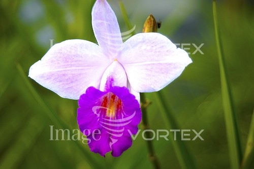 Flower royalty free stock image #401798578