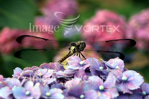 Insect / spider royalty free stock image #402191942