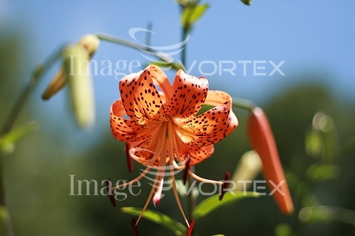 Flower royalty free stock image #402889464