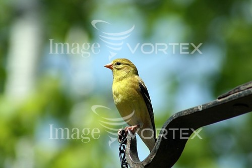 Bird royalty free stock image #402711928