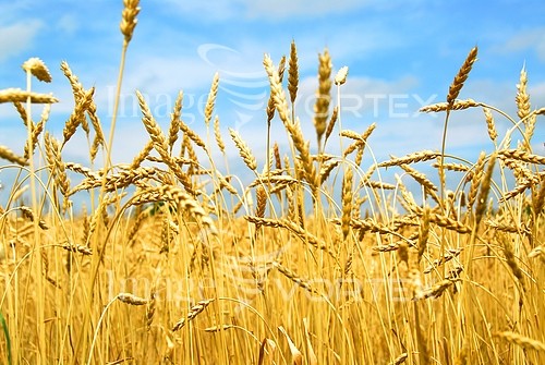 Industry / agriculture royalty free stock image #403710981