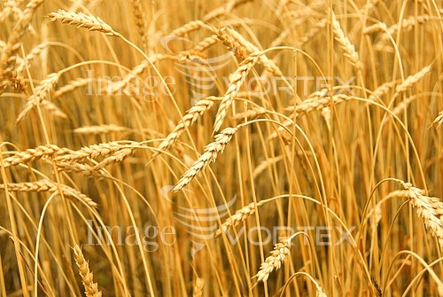 Industry / agriculture royalty free stock image #403743507