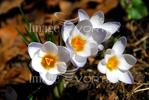 Flower royalty free stock image #406906887