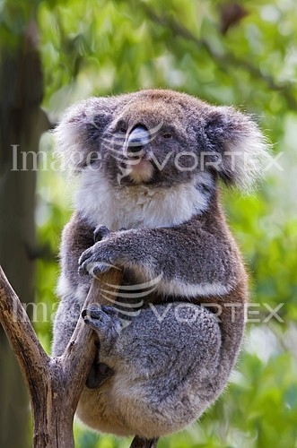 Animal / wildlife royalty free stock image #406830347