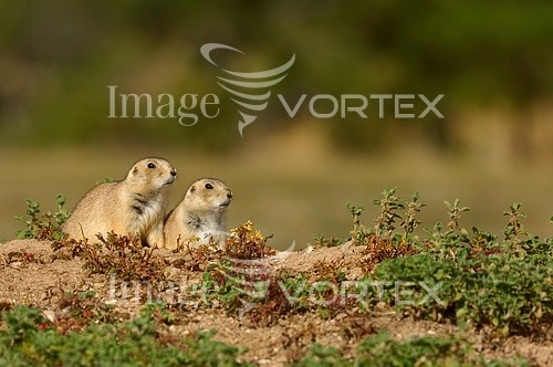 Animal / wildlife royalty free stock image #407718995