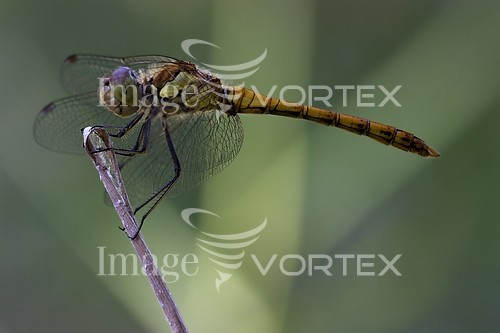 Insect / spider royalty free stock image #408067907