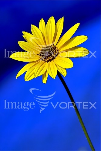 Flower royalty free stock image #408521300