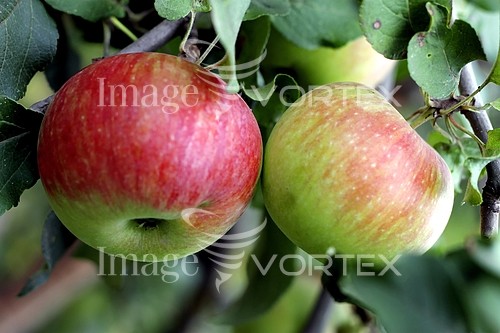 Food / drink royalty free stock image #408809413