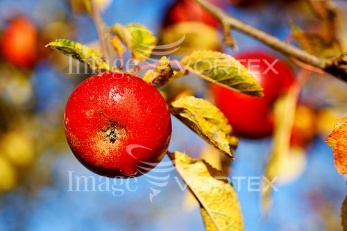 Food / drink royalty free stock image #409259435