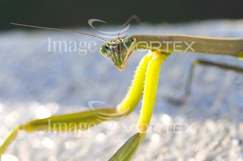 Insect / spider royalty free stock image #409972126