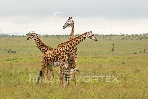 Animal / wildlife royalty free stock image #410603001
