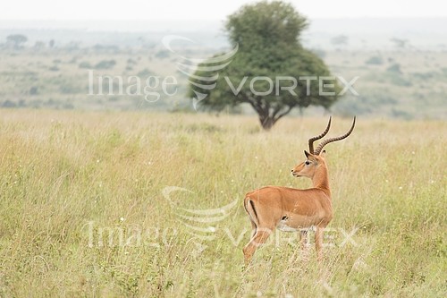 Animal / wildlife royalty free stock image #410798987
