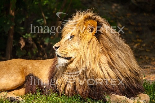 Animal / wildlife royalty free stock image #410826557