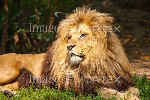 Animal / wildlife royalty free stock image #410857322