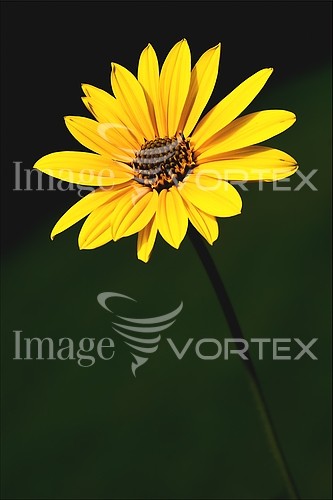 Flower royalty free stock image #411800951