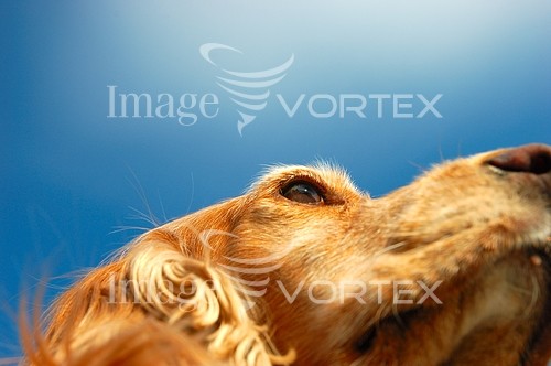 Pet / cat / dog royalty free stock image #412362231