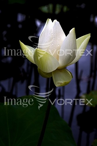 Flower royalty free stock image #412632295