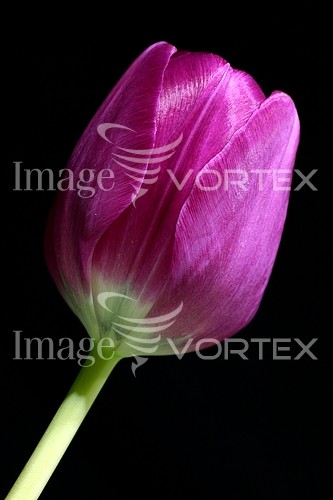 Flower royalty free stock image #413564968