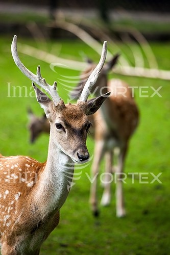 Animal / wildlife royalty free stock image #413921339