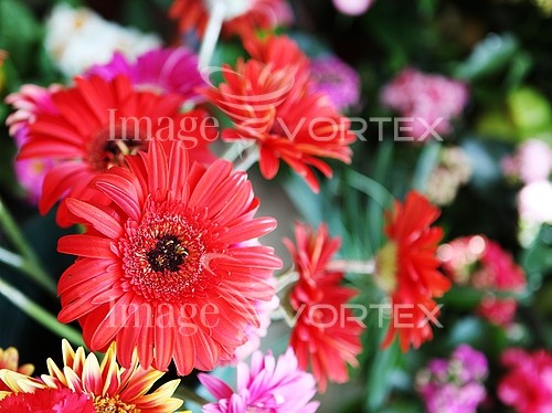 Flower royalty free stock image #415872732