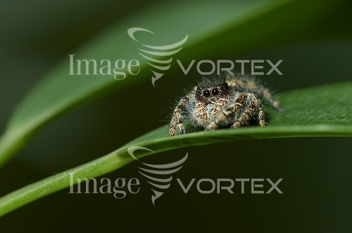 Insect / spider royalty free stock image #416254152