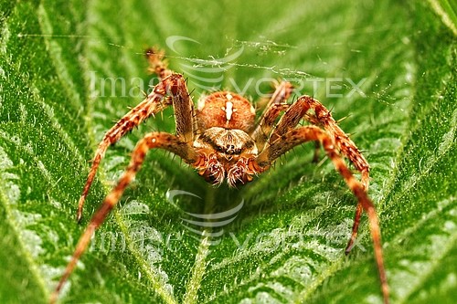 Insect / spider royalty free stock image #416439638