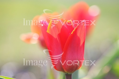 Flower royalty free stock image #417175824