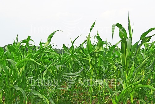 Industry / agriculture royalty free stock image #419252752