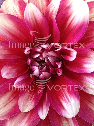 Flower royalty free stock image #420103351