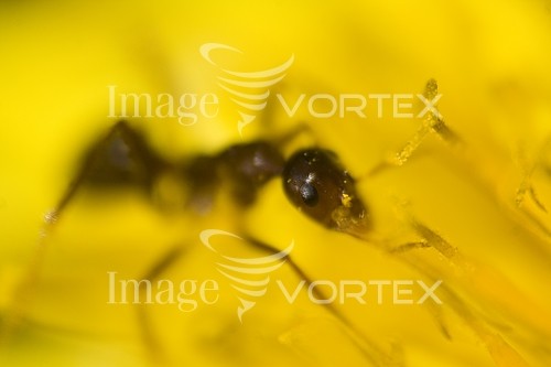 Insect / spider royalty free stock image #421403356