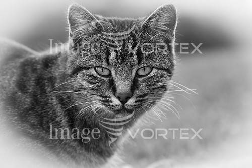 Pet / cat / dog royalty free stock image #421270673