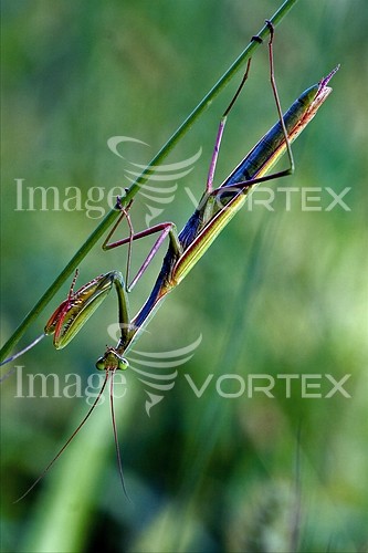 Insect / spider royalty free stock image #421917215