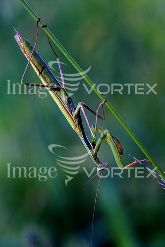 Insect / spider royalty free stock image #421932836