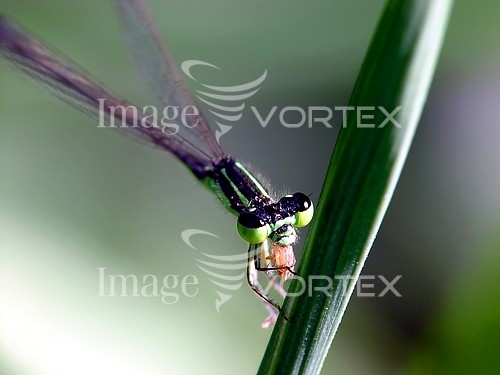 Insect / spider royalty free stock image #422832446
