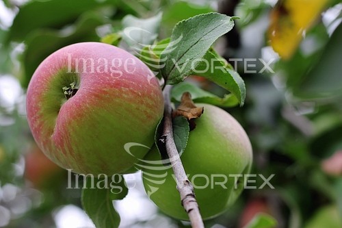 Food / drink royalty free stock image #423323236